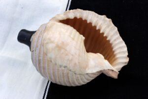 pututu hembra boca arriba - herramienta del chamán o sacerdote andino