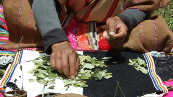 guillermo pauccar seleccionando hojas de coca para un despacho andino